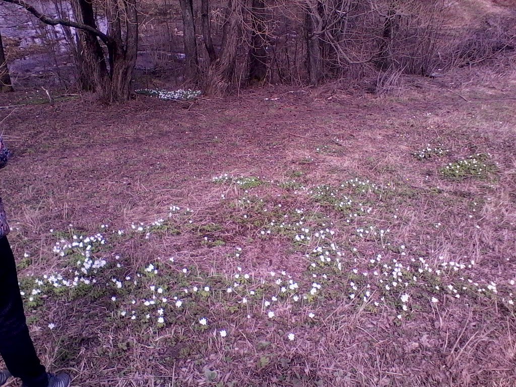 Полянка