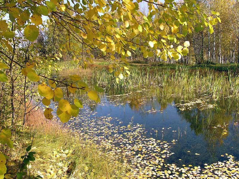 У городского пруда