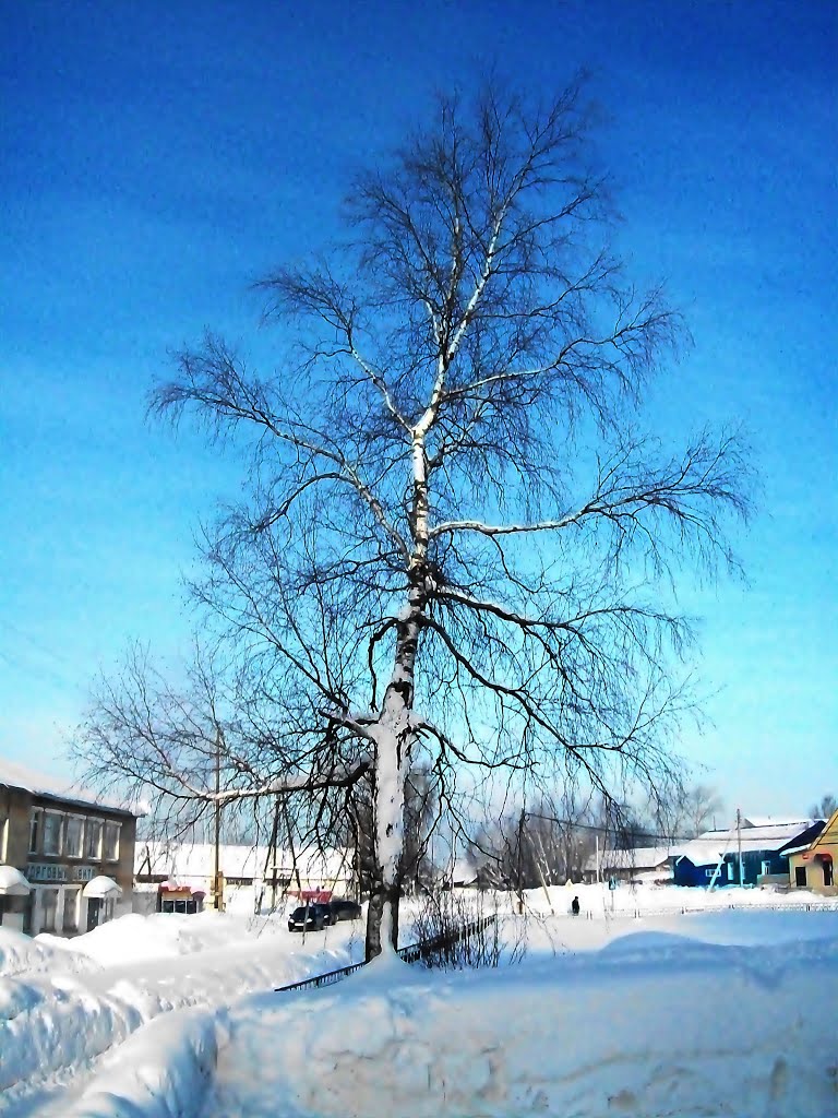 Кочёво. Старая берёза.