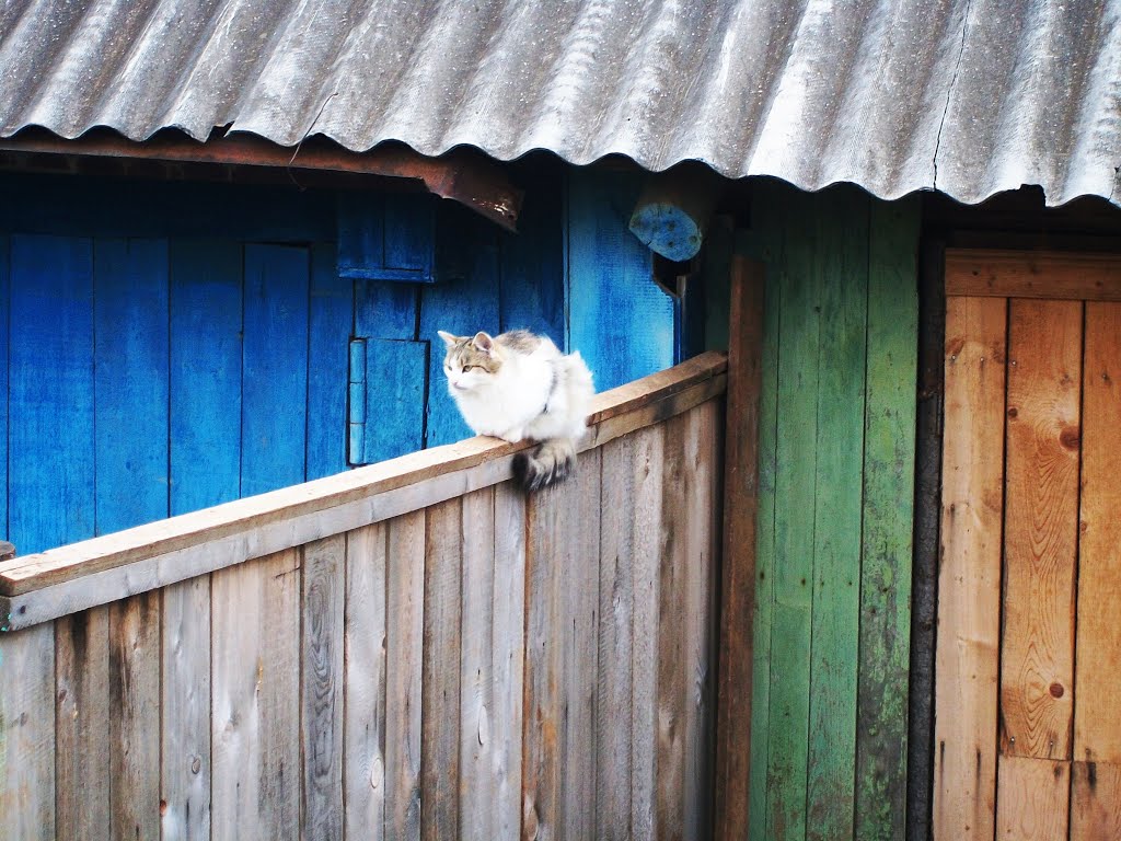 Кошкины посиделки.