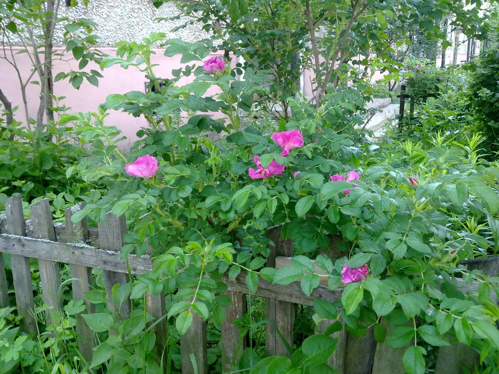 Шиповник