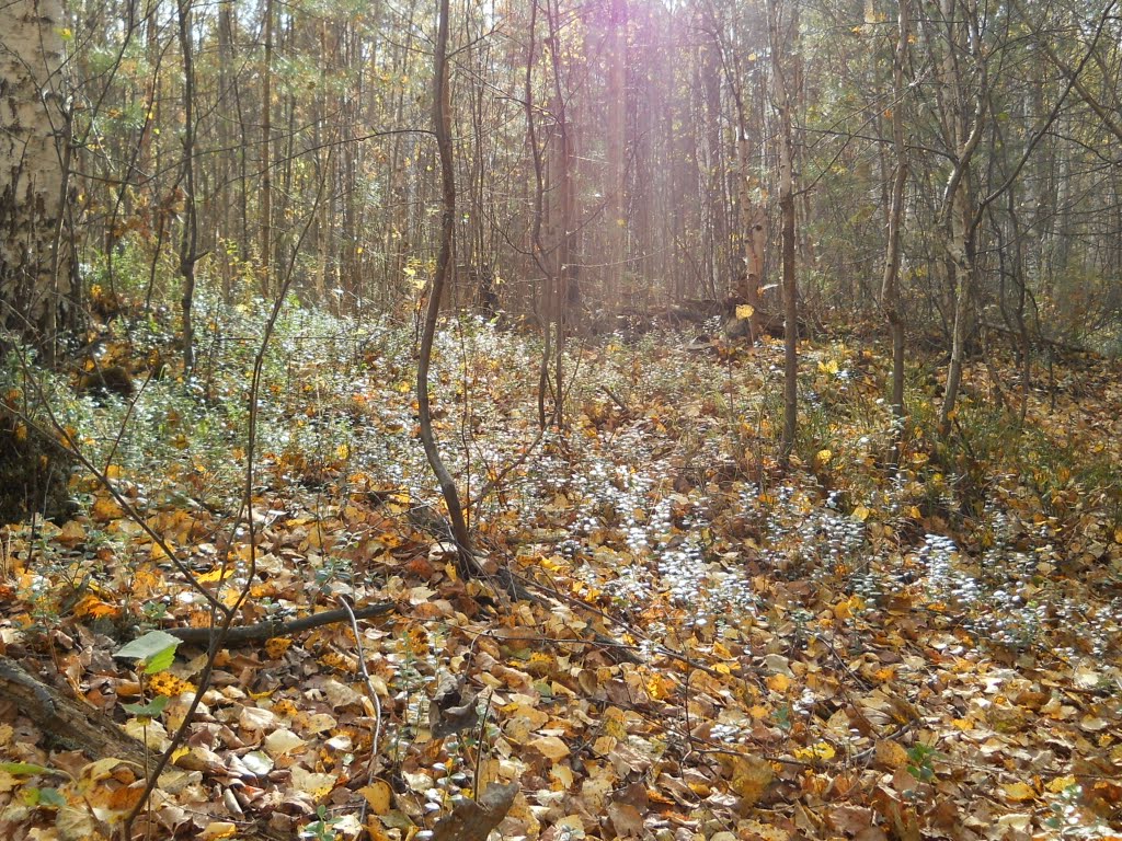 осенний лес под Краснокамском