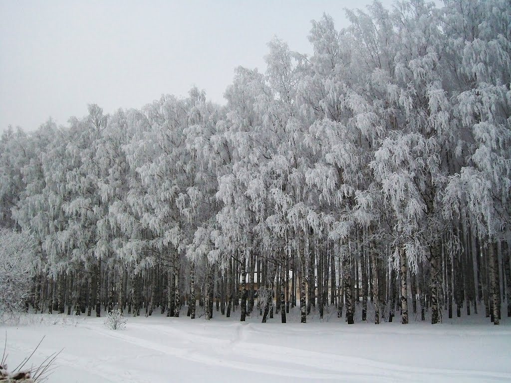 Заиндевевшие берёзы.