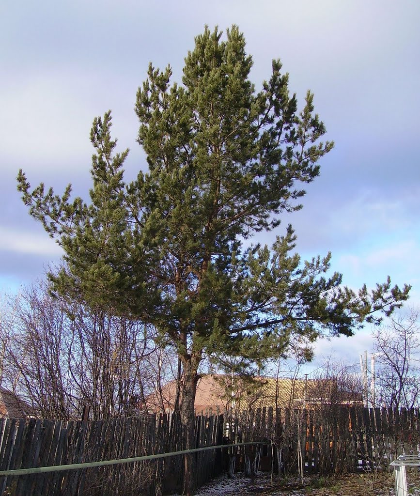 Pine