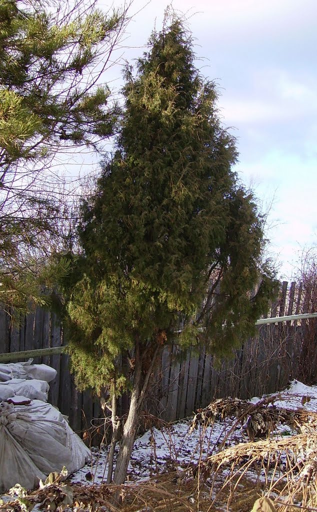 Juniper