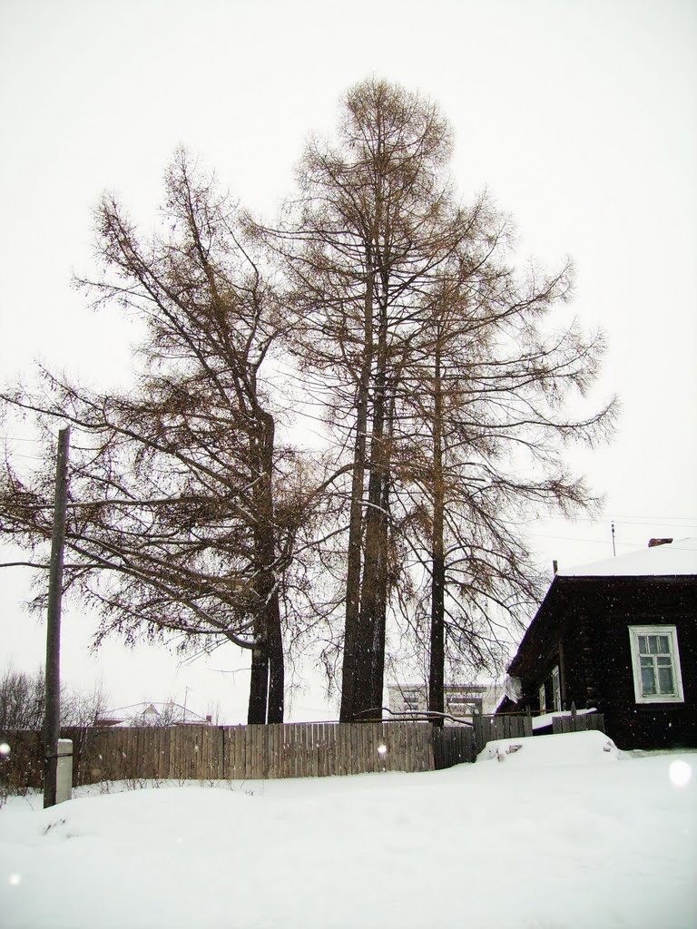 Лиственницы