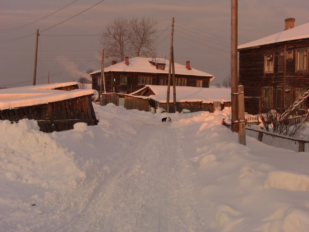 Новогодняя оттепель и коты