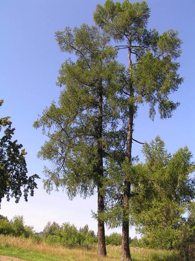Сосны