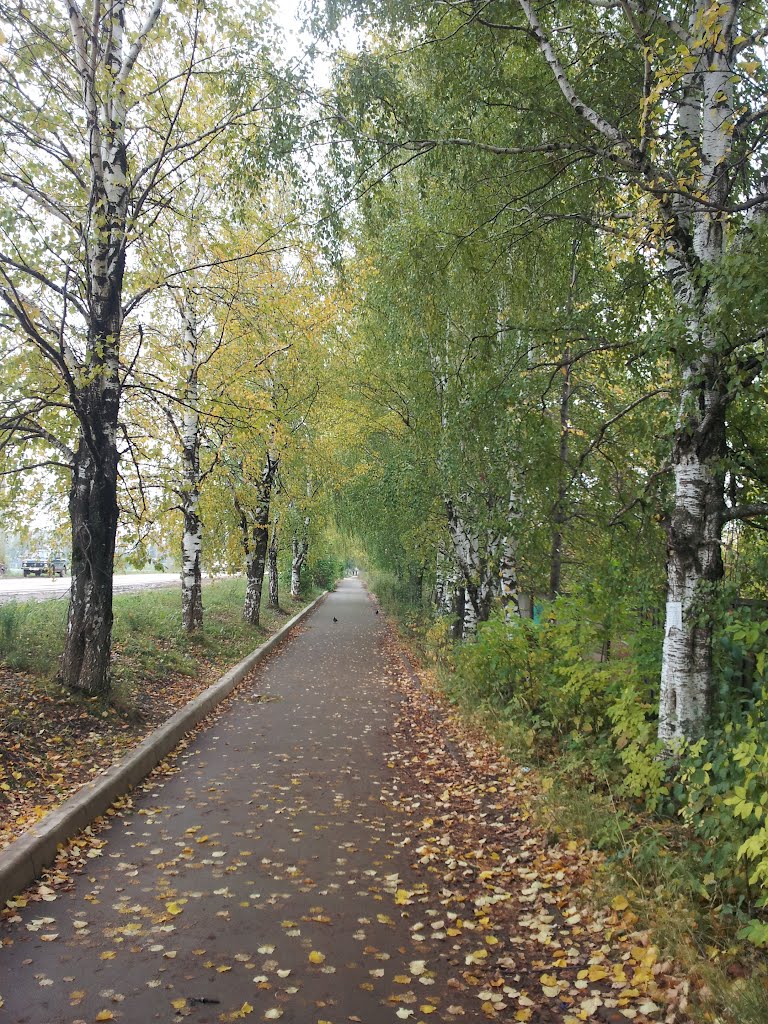 Берёзовая аллея