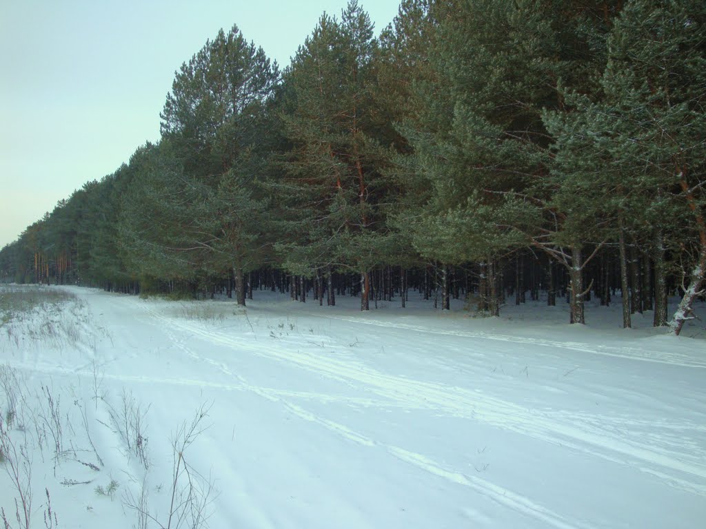 лес вдоль дороги