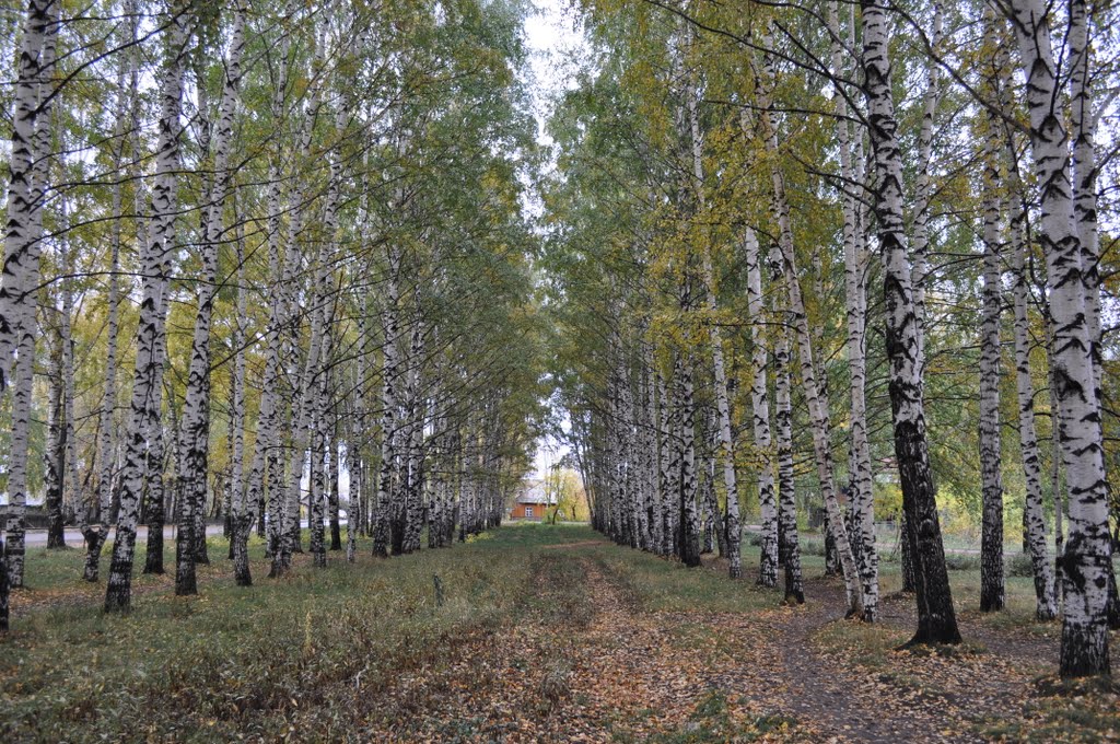 Березовая роща