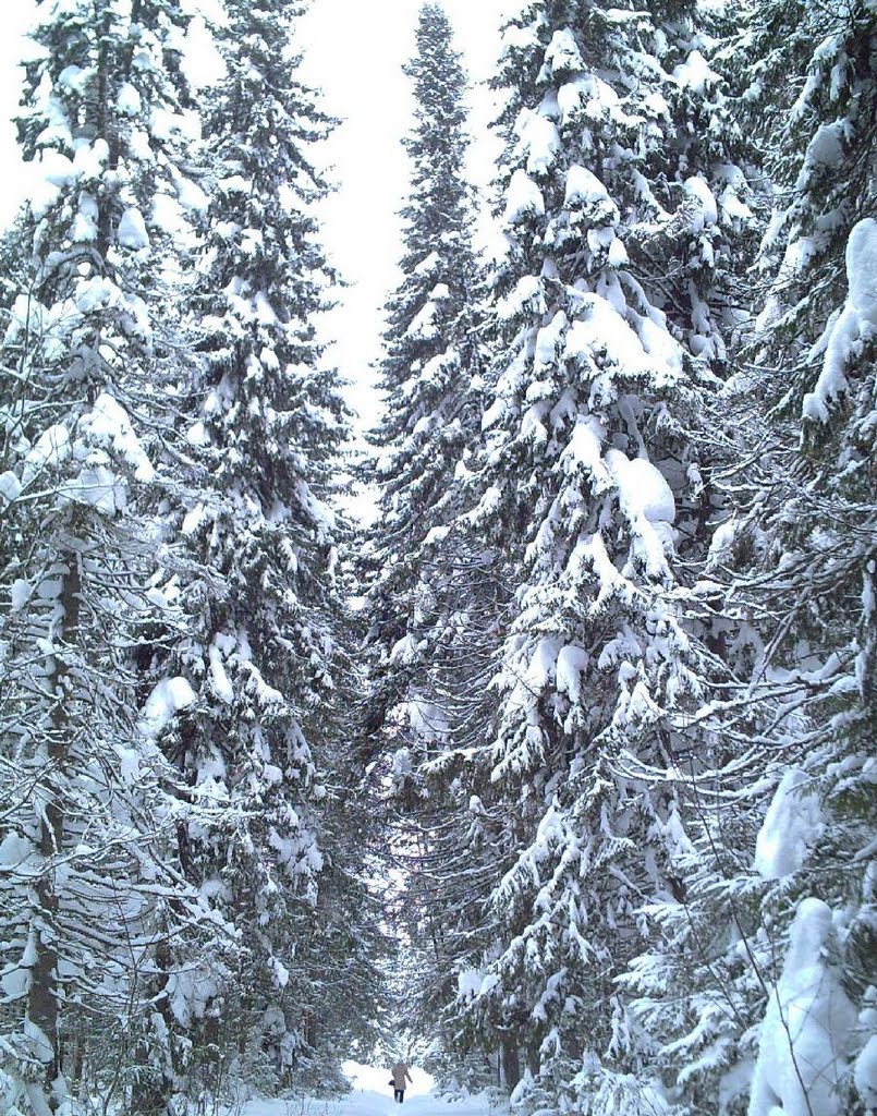 Anyone who sees a person in this picture?