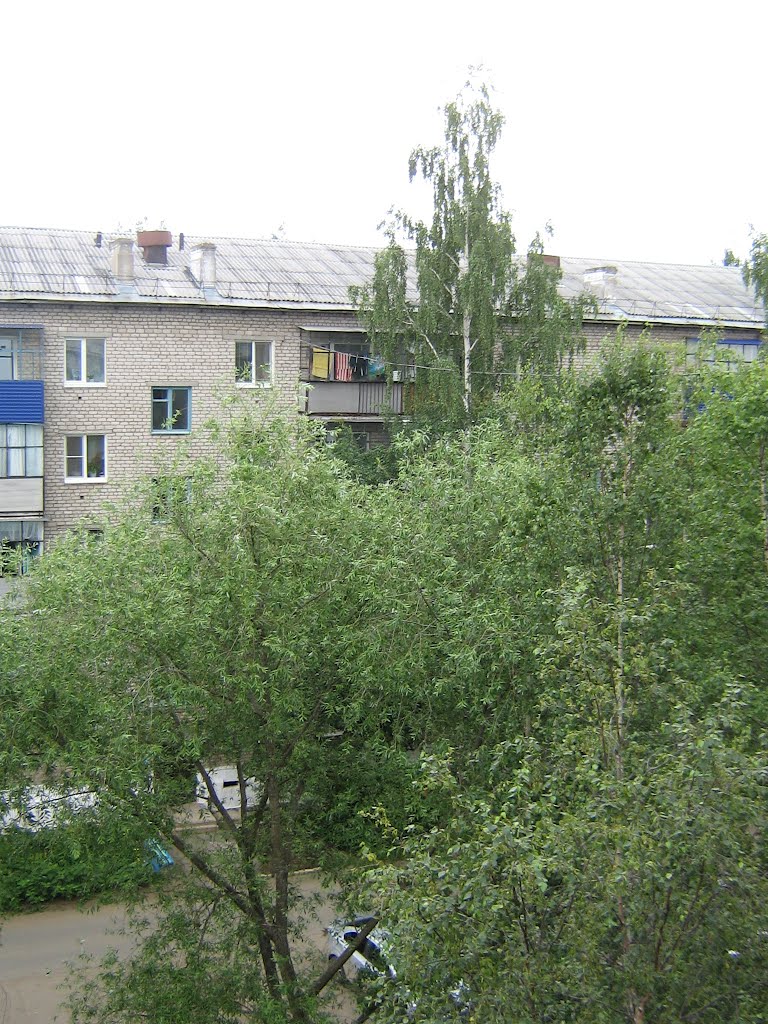 Пермские берёзы