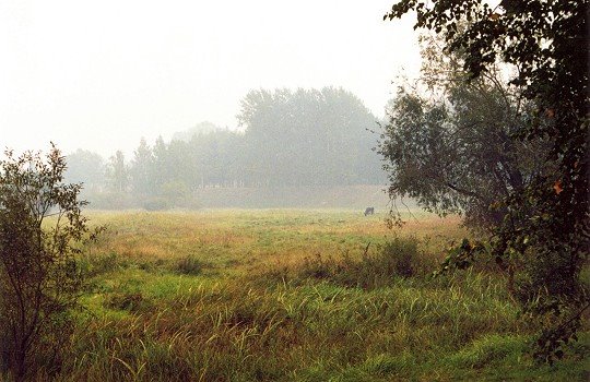 Nice field around of Gdov
