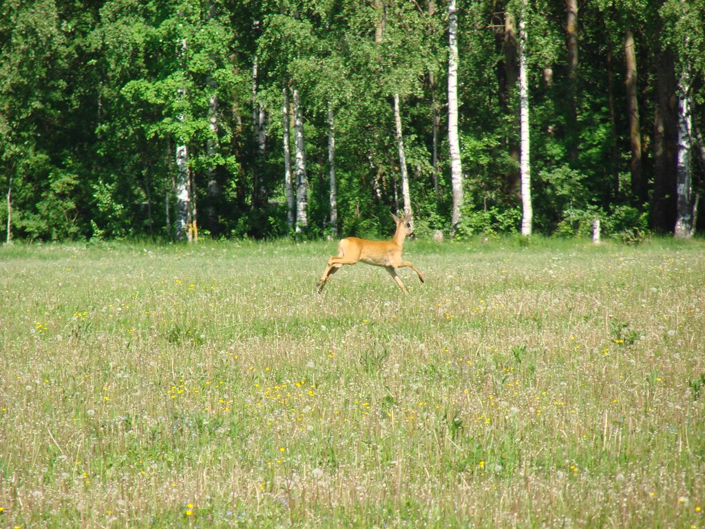 roe