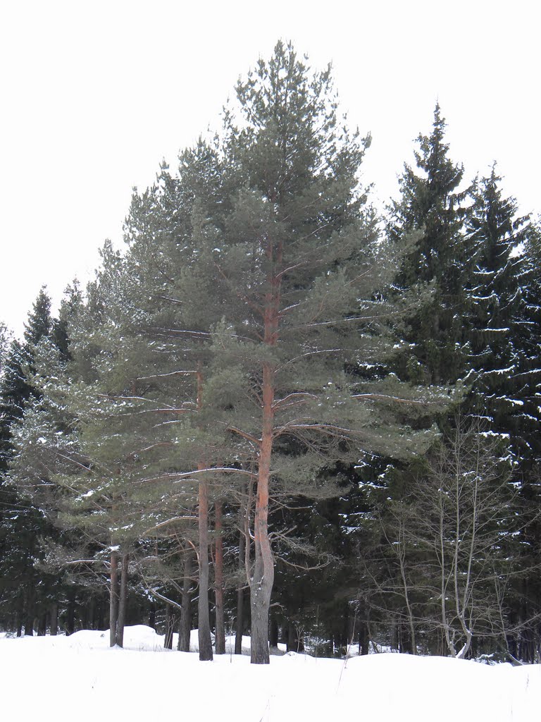 Сосны и ели