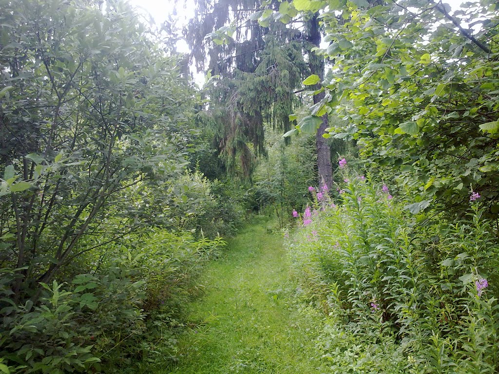 Вход в лес (22 июля 2012).