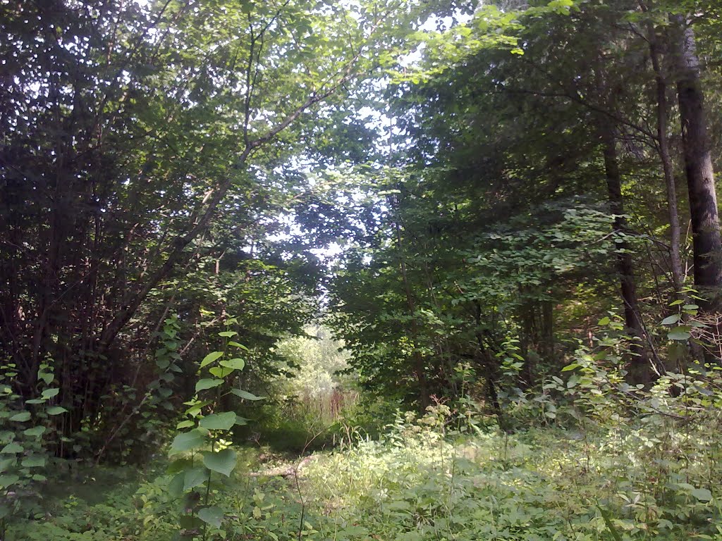 Дорога от дома (3 августа 2013).