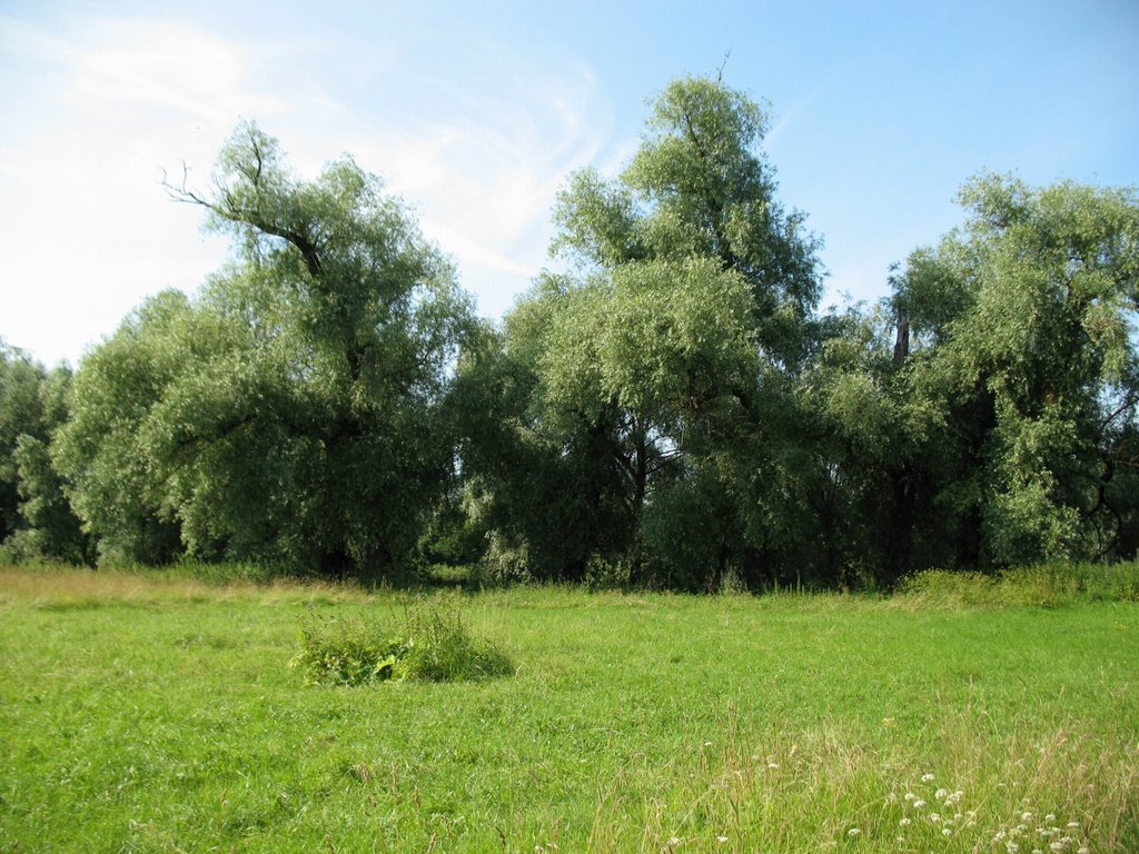 на городище