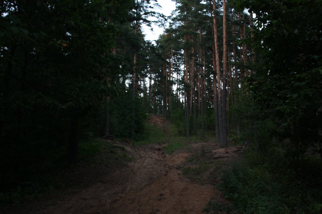 Sand path in the pine forest
