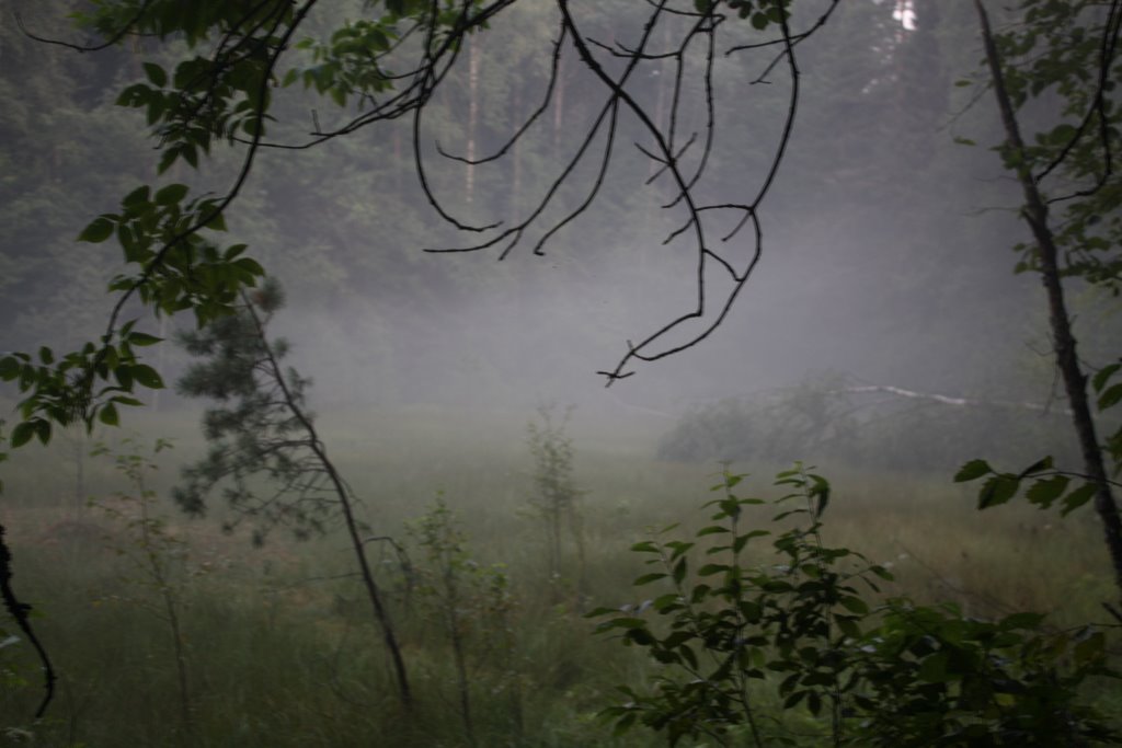 Swamp