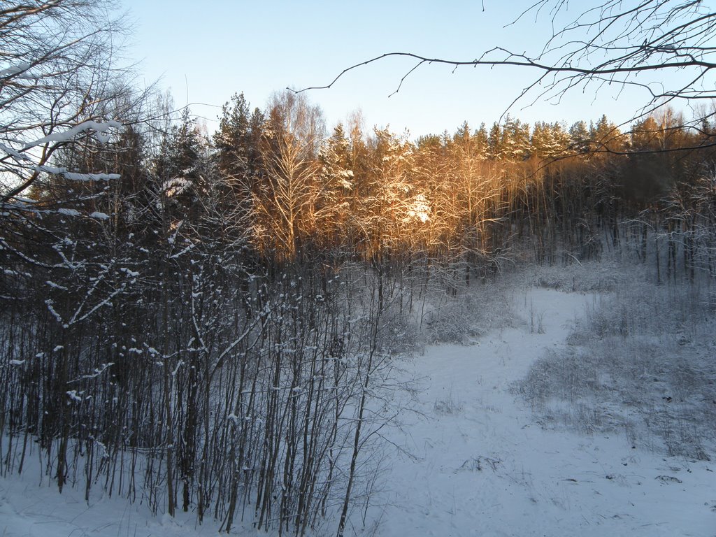 Зимний лес