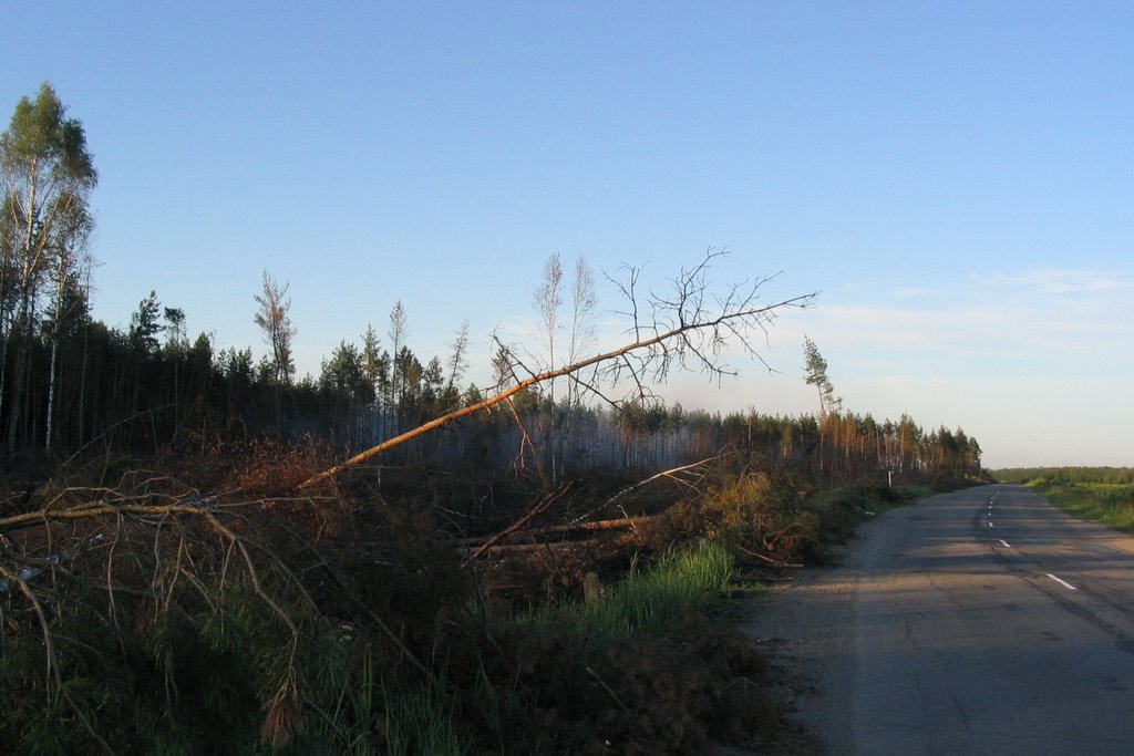 Burnt forest near Pytalovo city