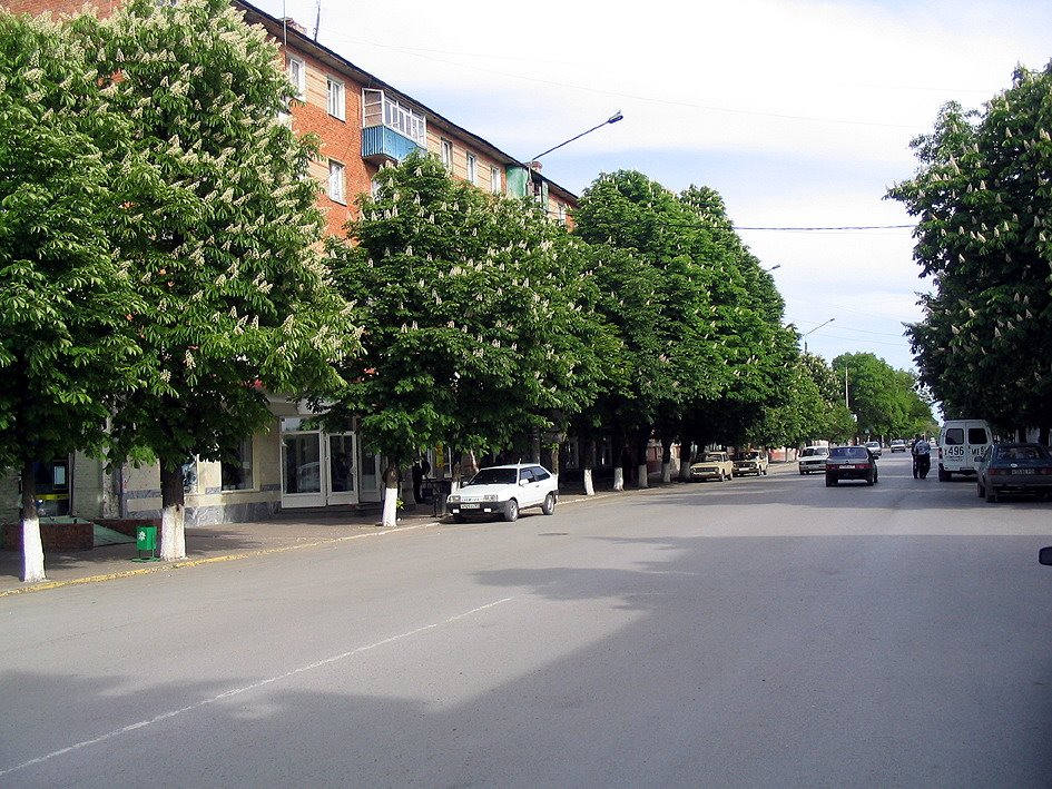 г. Азов 2004 г, Каштаны.