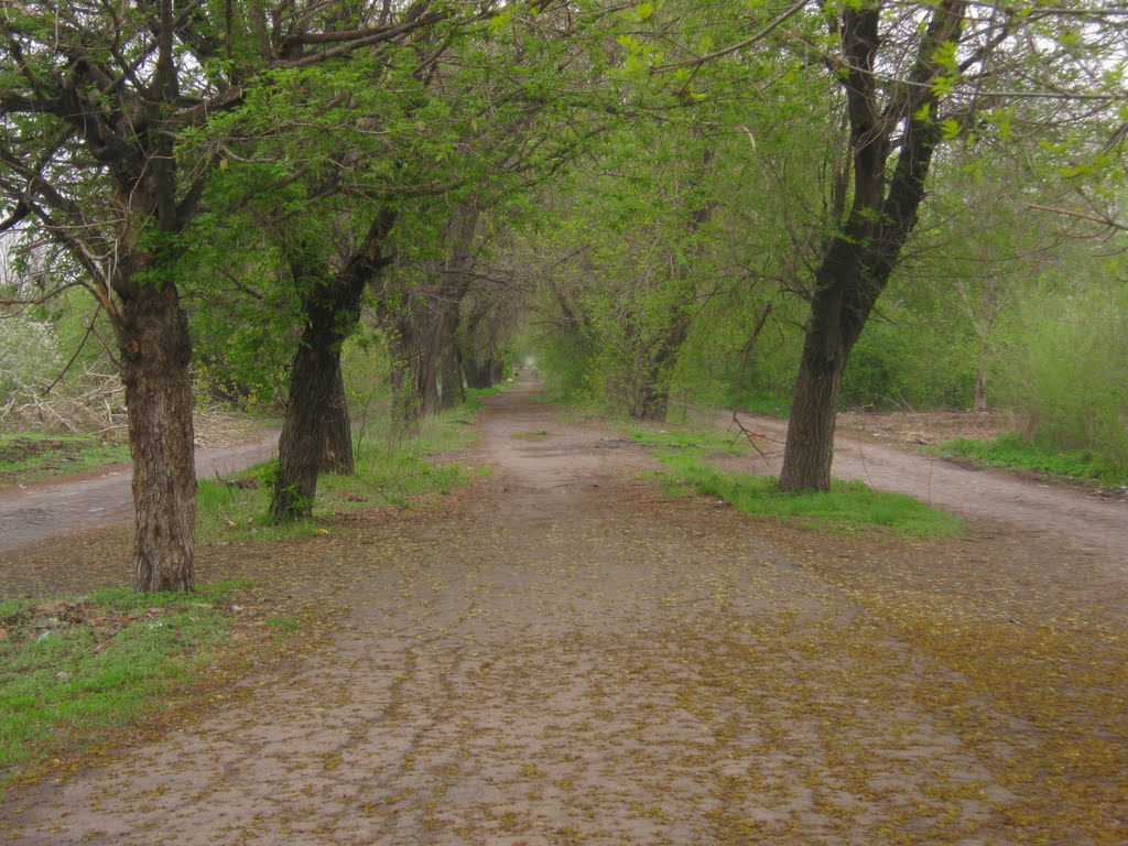 Svoboda Strasse