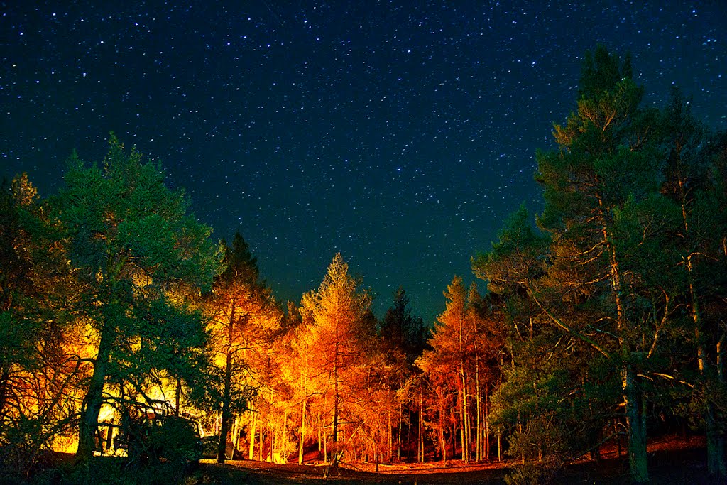 Ustdonetsk forestry