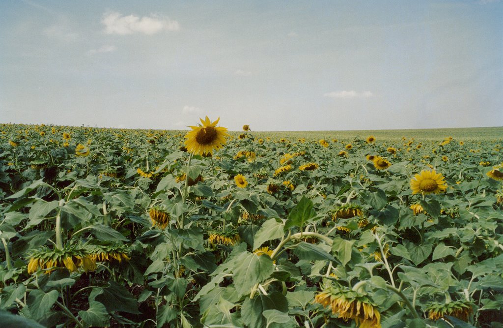 Field of sunflowers