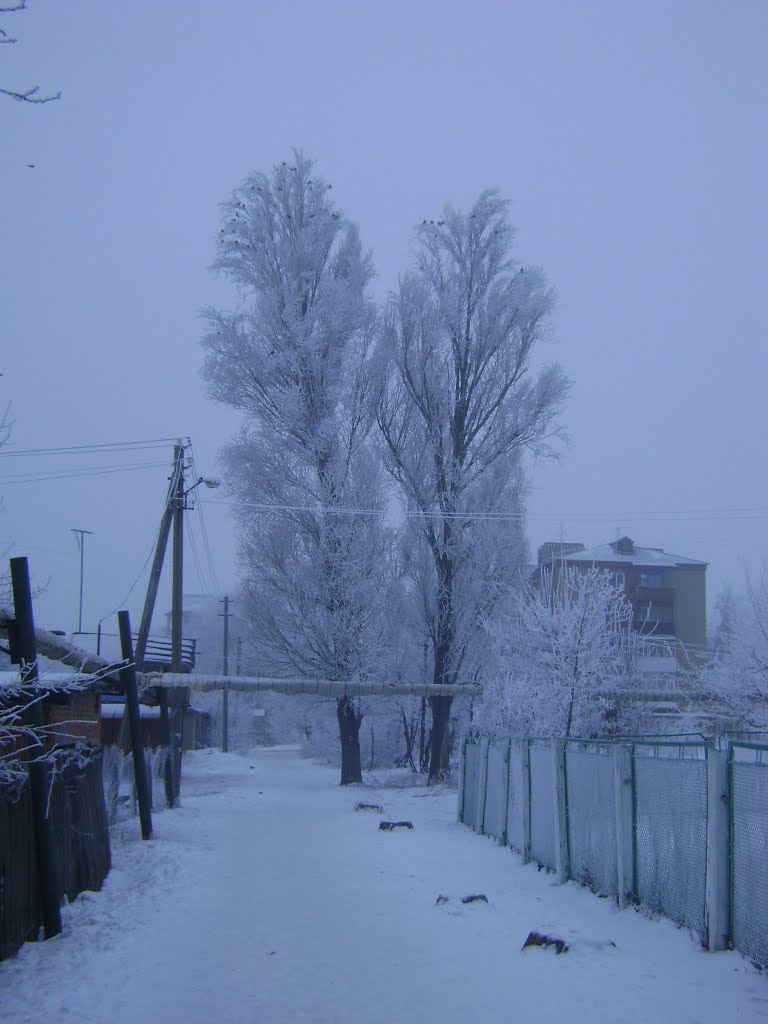 Два тополя