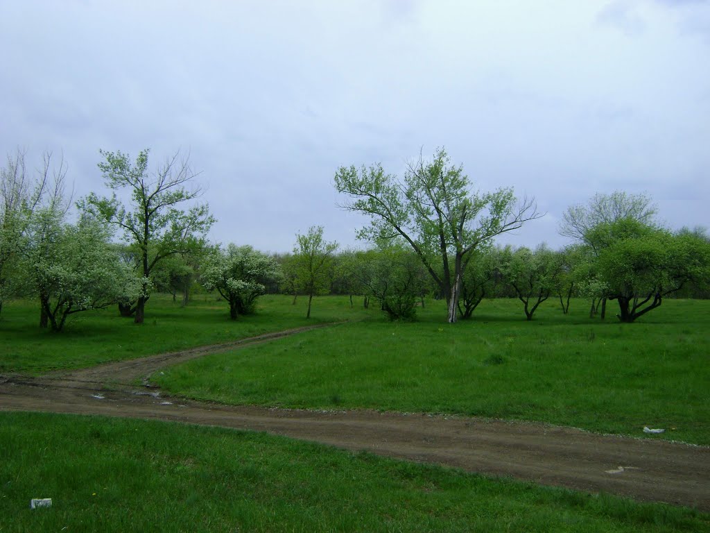 Роща водокачки