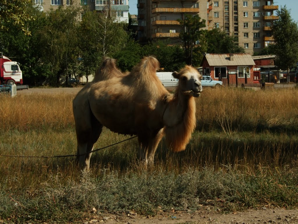 Верблюд