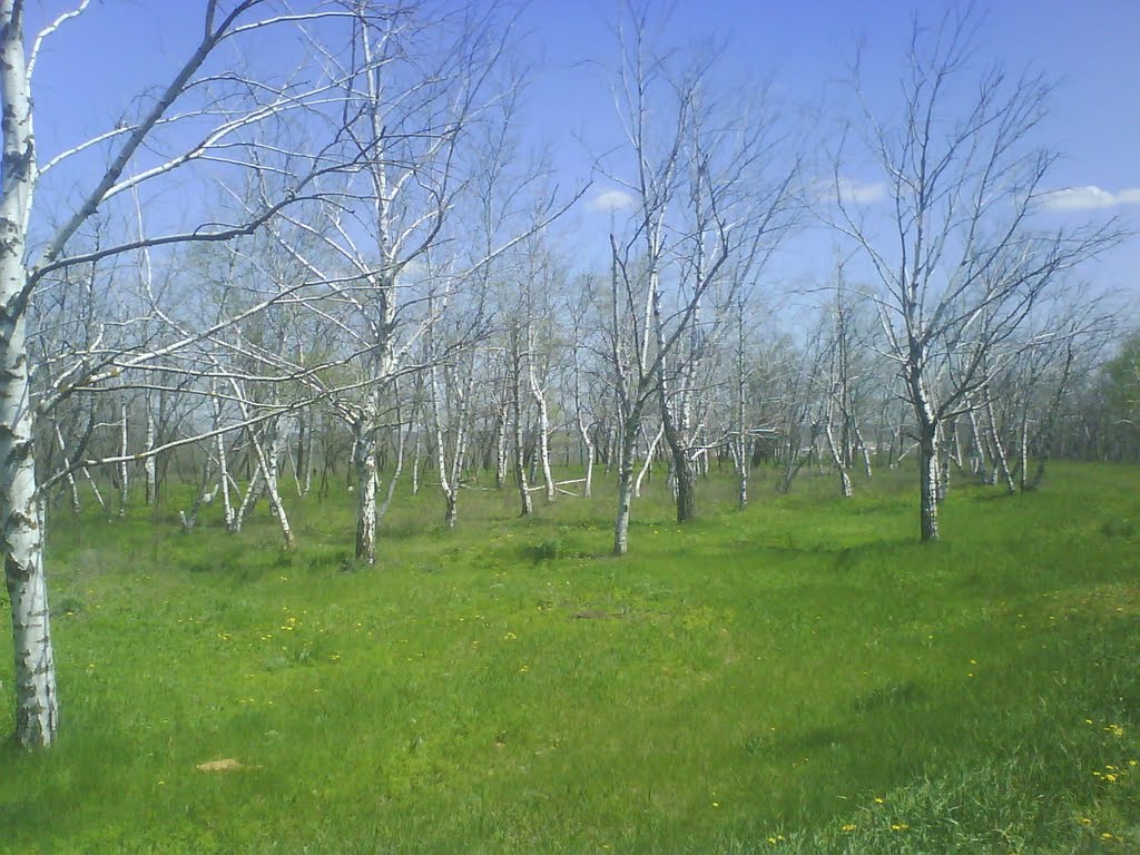 Birch