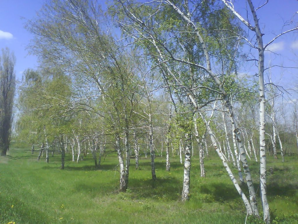 Birch