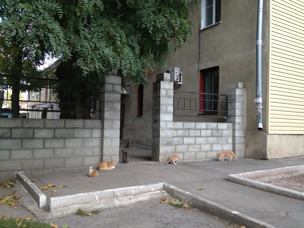Котовасия