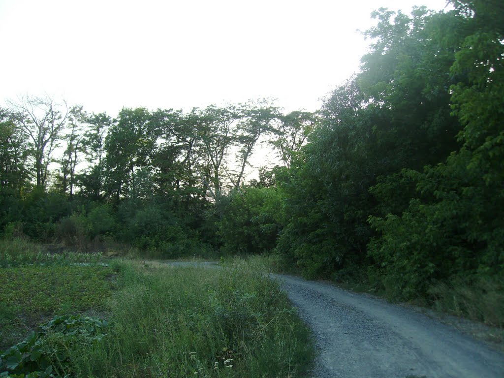 Natural monument of the Rostov region