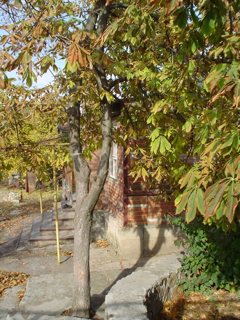 Осень на Красноармейской
