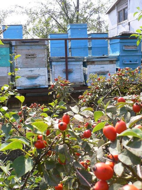 Bee Hive near Peschanokopskoye