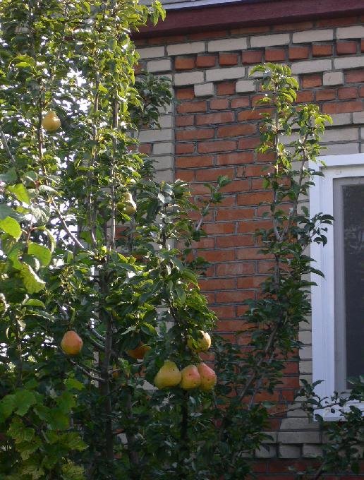 Pear Tree@Peschanokopskoye