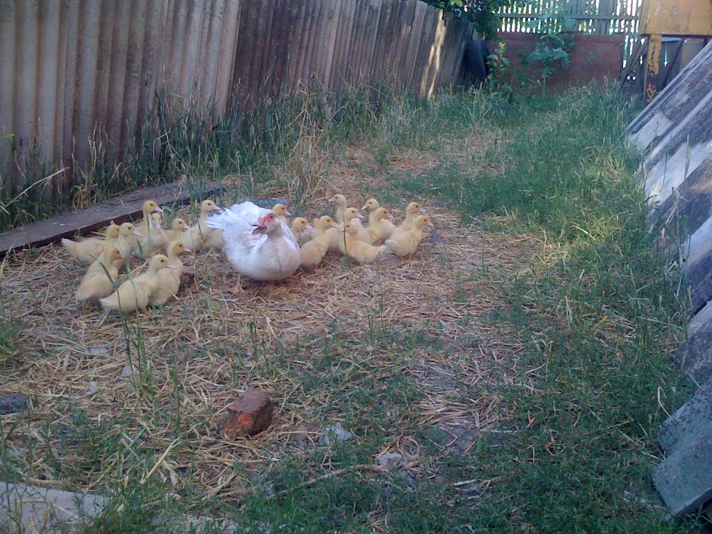 duck and ducklings