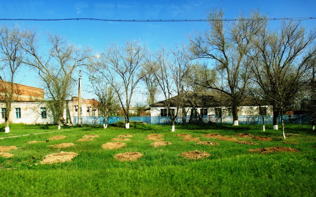 будет роща