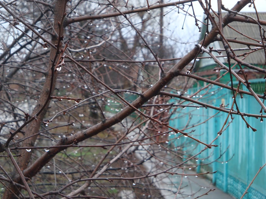 Конец осени 2010 / The end of autumn 2010