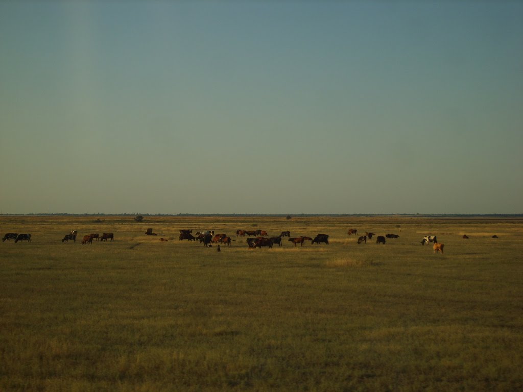 Стадо в поле в конце лета.  26/08/2009.