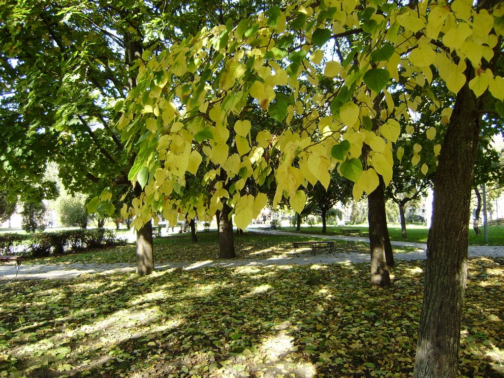 In park in the autumn morning/ В парке осенним утром