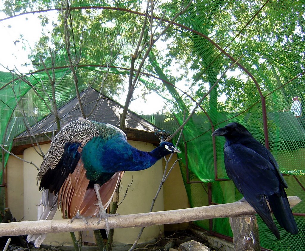 In a zoo. The peacock and a raven. / В зоопарке. Павлин и ворон