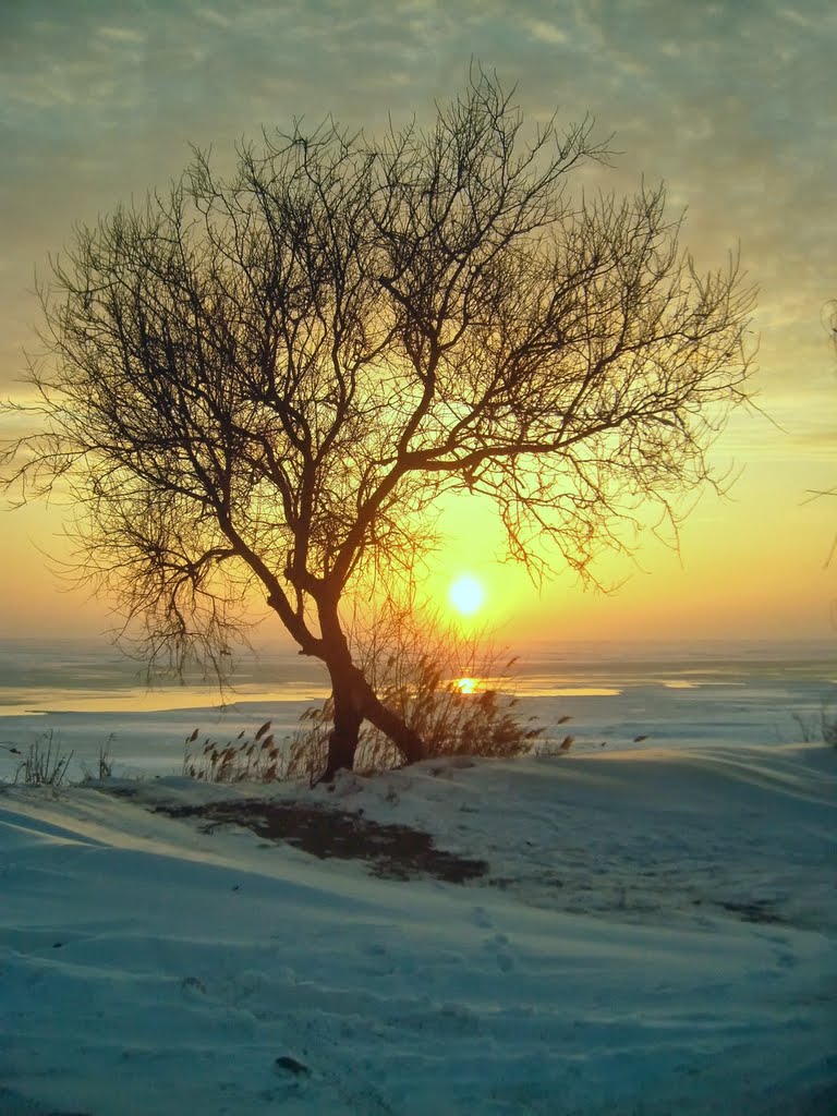 " Солнцепоклонник "