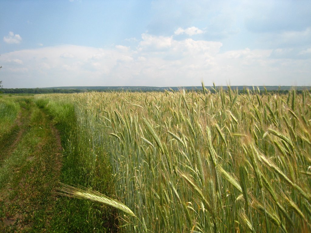 Поля пшеницы. Fields of wheat.