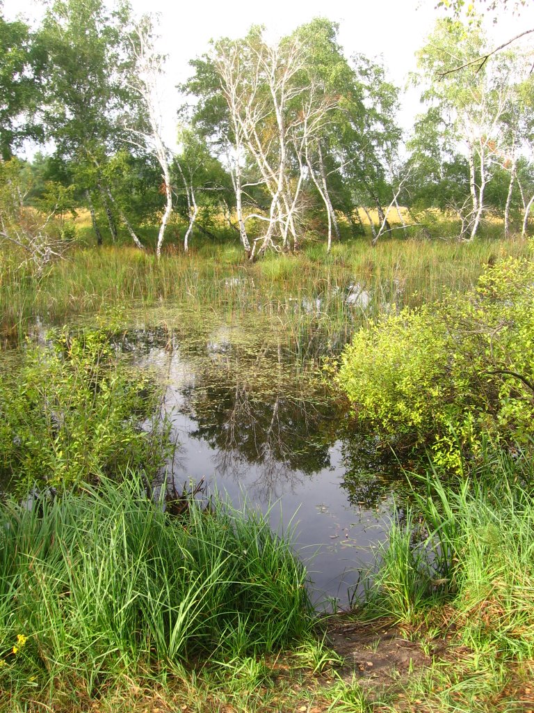 wood lake